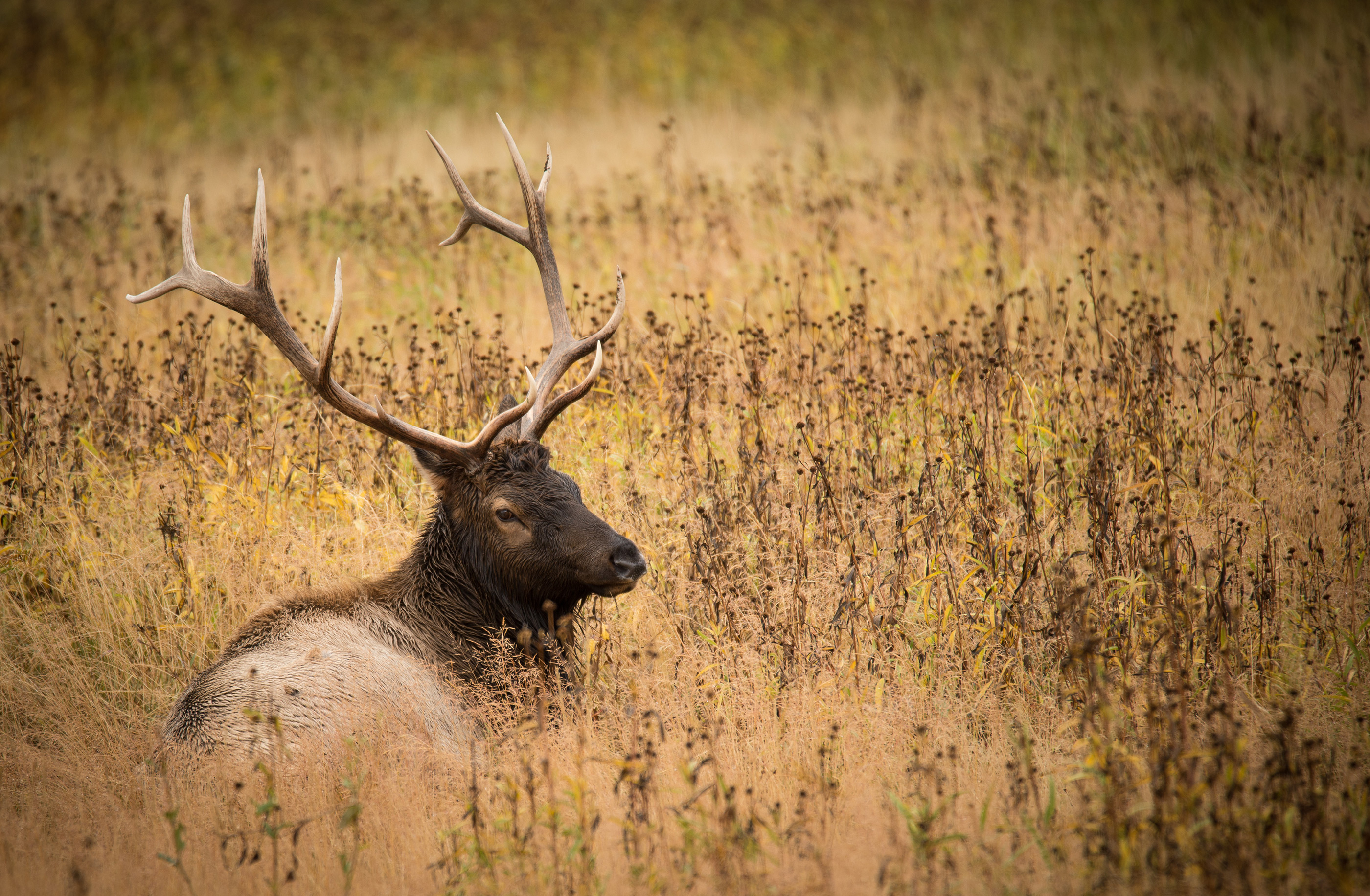 Elk Lying Down in Grass Photography